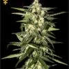 Jack Herer Auto - Feminised - Green House -Uitgelichte Plantenzaadwinkel jackherer auto 2