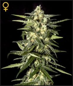 Jack Herer Auto - Feminised - Green House