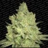 Jacky White - Feminised - Paradise Seeds -Uitgelichte Plantenzaadwinkel jackywhite