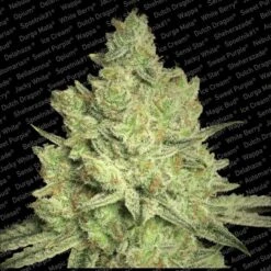 Jacky White - Feminised - Paradise Seeds