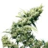 Jamaican Pearl - Feminised - Sensi Seeds -Uitgelichte Plantenzaadwinkel jamaican pearl feminized 3