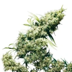 Jamaican Pearl - Feminised - Sensi Seeds