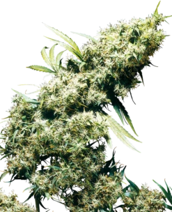 Jamaican Pearl - 10PACK - Regular - Sensi Seeds