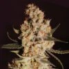 Jamaican Dream - Feminised - Eva Seeds 2 Jamaican Dream - Feminised - Eva Seeds -Uitgelichte Plantenzaadwinkel jamaican dream