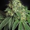 Jesus OG - 5PACK - Feminised - Subcool The Dank 2 Jesus OG - 5PACK - Feminised - Subcool The Dank -Uitgelichte Plantenzaadwinkel jesus og subcool seeds