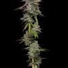 Double Stack - Feminised - Compound Genetics -Uitgelichte Plantenzaadwinkel jet fuel gelato father