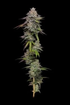 Double Stack - Feminised - Compound Genetics
