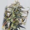 Jenny Kush - 12PACK - Regular - Rare Dankness -Uitgelichte Plantenzaadwinkel jkush ss
