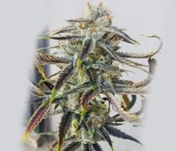 Jenny Kush - 12PACK - Regular - Rare Dankness