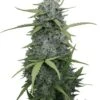 Juicy Pussy Auto - 5-pack - Feminised - Hypno Seeds -Uitgelichte Plantenzaadwinkel juicy pussy auto 1