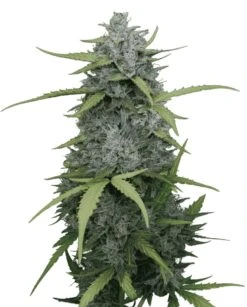 Juicy Pussy Auto - 5-pack - Feminised - Hypno Seeds
