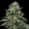Kabul Express - 5PACK - Feminised - Kalashnikov Seeds