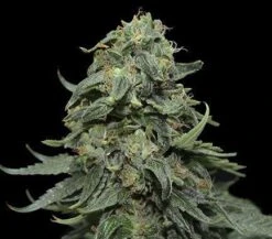 Kabul Express - 5PACK - Feminised - Kalashnikov Seeds