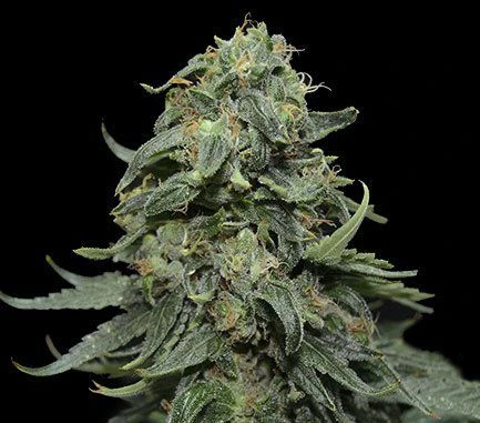 Kabul Express - 5PACK - Feminised - Kalashnikov Seeds 3 Kabul Express - 5PACK - Feminised - Kalashnikov Seeds