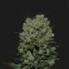 Kalashnikov Express - 5PACK - Feminised - Kalashnikov Seeds -Uitgelichte Plantenzaadwinkel kalashnikov express