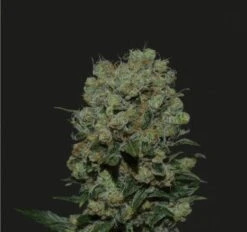 Kalashnikov Express - 5PACK - Feminised - Kalashnikov Seeds