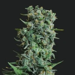 Kalashnikov Original - 5PACK - Feminised - Kalashnikov Seeds