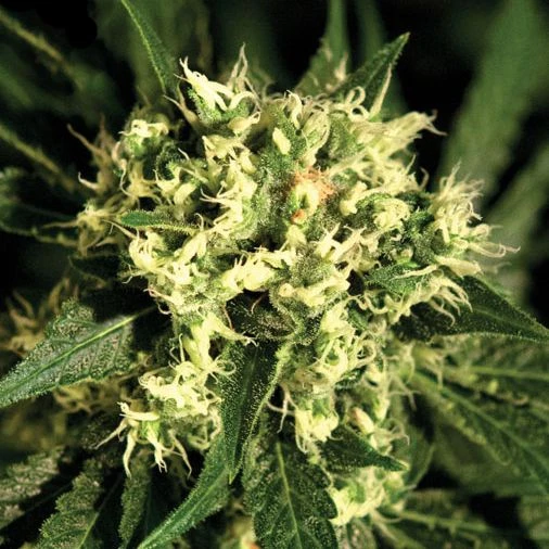 Kalashnikova Automatic - Feminised - Green House 3 Kalashnikova Automatic - Feminised - Green House