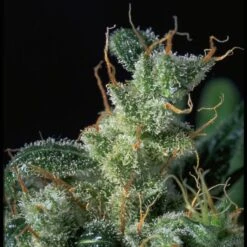 Kali Mist - Feminised - Serious Seeds
