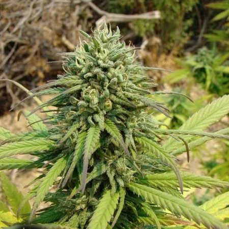 Kandy Kush - Feminised - Reserva Privada 4 Kandy Kush - Feminised - Reserva Privada - Afbeelding 2