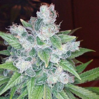 Kandy Kush - Feminised - Reserva Privada 6 Kandy Kush - Feminised - Reserva Privada - Afbeelding 4