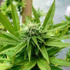 Kandy Kush - Feminised - Reserva Privada 8 Kandy Kush - Feminised - Reserva Privada -Uitgelichte Plantenzaadwinkel kandy kush by battman3 grande