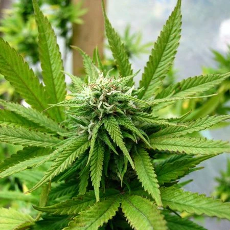 Kandy Kush - Feminised - Reserva Privada 5 Kandy Kush - Feminised - Reserva Privada - Afbeelding 3