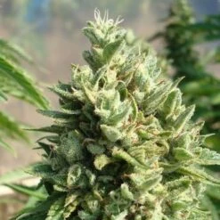 Kandy Kush - Feminised - Reserva Privada