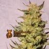 Indica Cream - 5PACK - Feminised - Kannabia Seeds -Uitgelichte Plantenzaadwinkel kannabia karamelo 1027