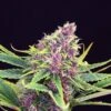 Purple Kush - 5PACK - Feminised - Kannabia Seeds -Uitgelichte Plantenzaadwinkel kannabia purple kush 3174
