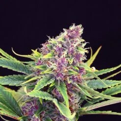 Purple Kush - 5PACK - Feminised - Kannabia Seeds