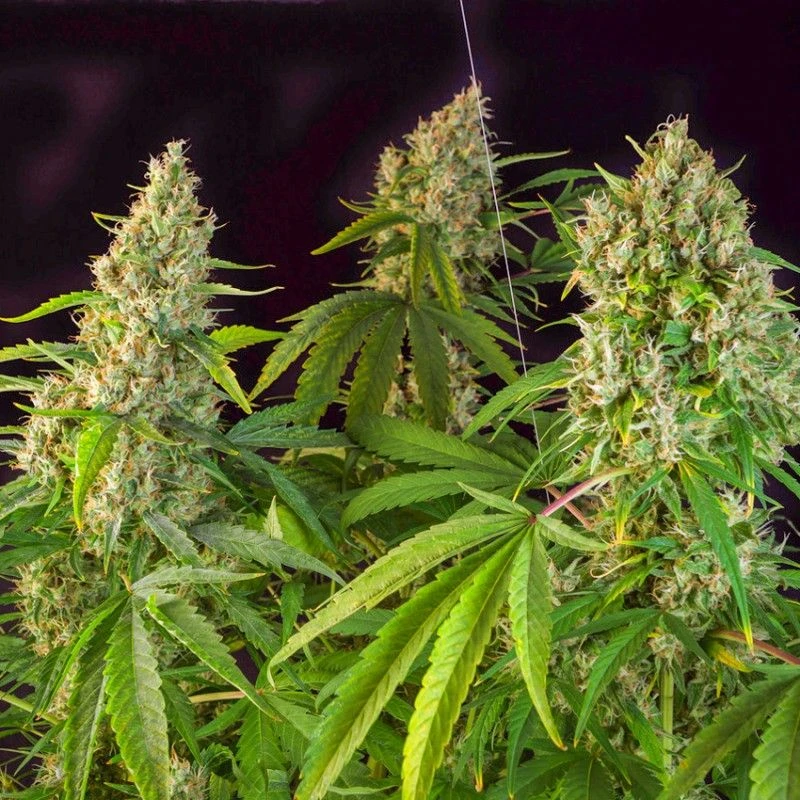 Karel's Herer Haze - 12PACK - Regular - Super Sativa Seed Club 4 Karel's Herer Haze - 12PACK - Regular - Super Sativa Seed Club - Afbeelding 2