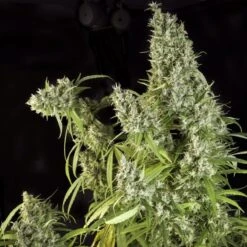 Karel's Herer Haze - 12PACK - Regular - Super Sativa Seed Club 8 Karel's Herer Haze - 12PACK - Regular - Super Sativa Seed Club -Uitgelichte Plantenzaadwinkel karel s herer haze large buds