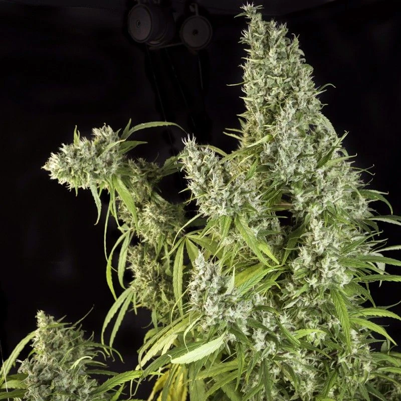 Karel's Herer Haze - 12PACK - Regular - Super Sativa Seed Club 5 Karel's Herer Haze - 12PACK - Regular - Super Sativa Seed Club - Afbeelding 3