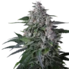 Karel's Haze - 12-pack - Regular - Super Sativa Seed Club -Uitgelichte Plantenzaadwinkel karels haze1