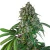 Karel's Herer Haze - 12PACK - Regular - Super Sativa Seed Club -Uitgelichte Plantenzaadwinkel karels herrer haze 1