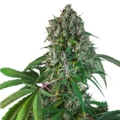 Karel's Herer Haze - 12PACK - Regular - Super Sativa Seed Club