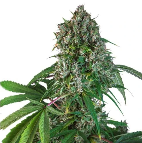 Karel's Herer Haze - 12PACK - Regular - Super Sativa Seed Club 3 Karel's Herer Haze - 12PACK - Regular - Super Sativa Seed Club