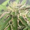 Double Funk LTD - 12PACK - Regular - Karma Genetics -Uitgelichte Plantenzaadwinkel karma double funk