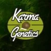 Sour Leda - 12-pack - Regular - Karma Genetics -Uitgelichte Plantenzaadwinkel karma genetics category 1 1 1 1