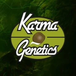 Sour Leda - 12-pack - Regular - Karma Genetics
