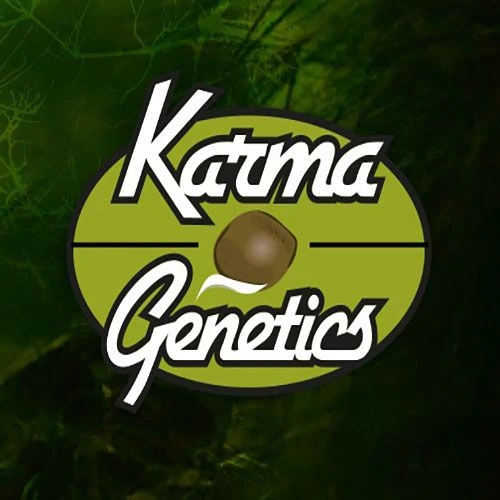 Sour Leda - 12-pack - Regular - Karma Genetics 3 Sour Leda - 12-pack - Regular - Karma Genetics