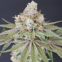 Now N Melon - 6-pack - Feminised - Karma Genetics -Uitgelichte Plantenzaadwinkel karma genetics now n melon feminized weed seeds