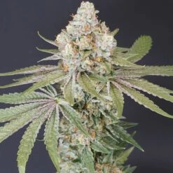 Now N Melon - 6-pack - Feminised - Karma Genetics -Uitgelichte Plantenzaadwinkel karma genetics now n melon weed strain