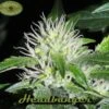 HeadBanger - 12PACK - Regular - Karma Genetics -Uitgelichte Plantenzaadwinkel karmas headbanger