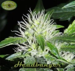 HeadBanger - 12PACK - Regular - Karma Genetics