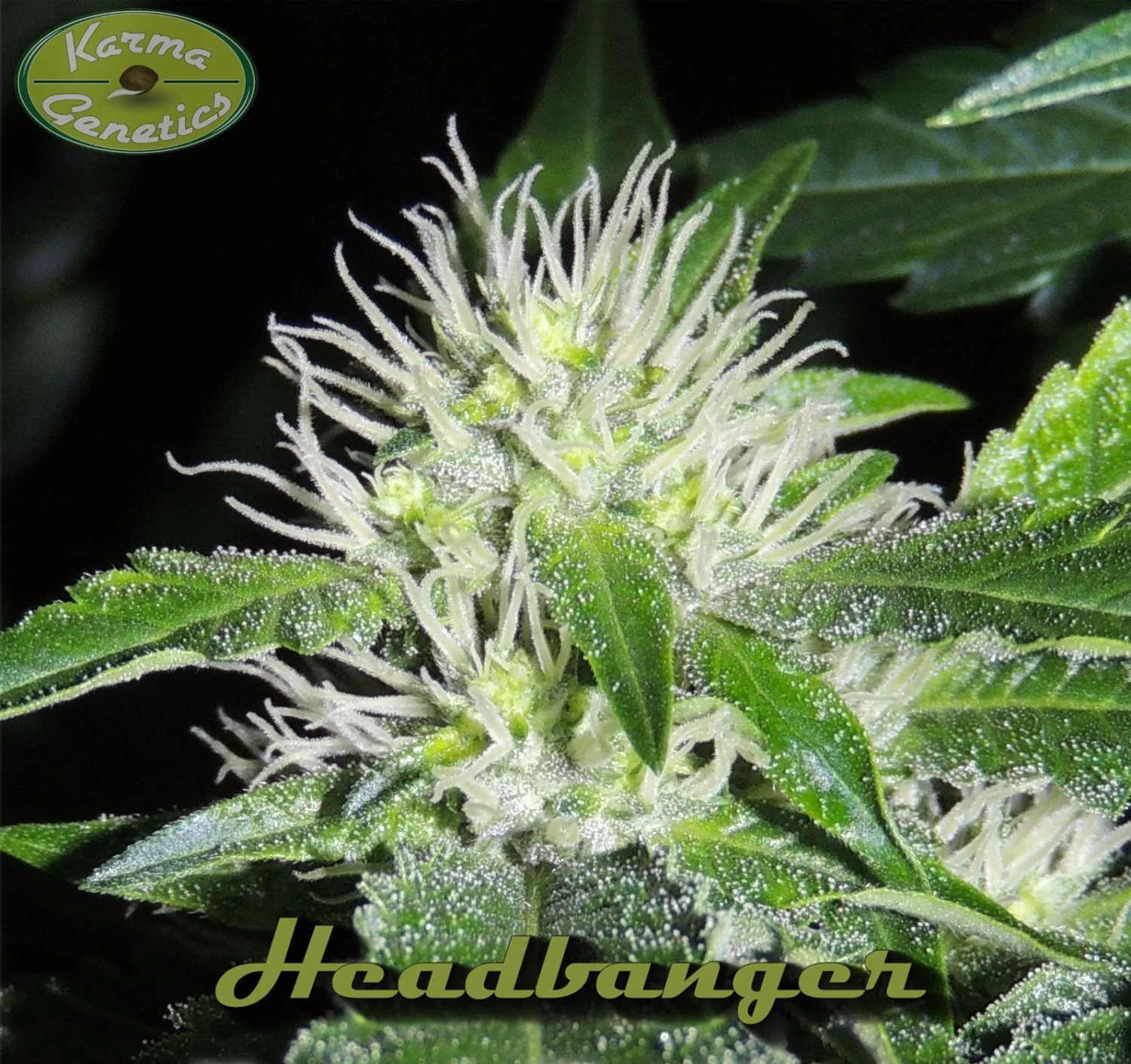 HeadBanger - 12PACK - Regular - Karma Genetics 3 HeadBanger - 12PACK - Regular - Karma Genetics