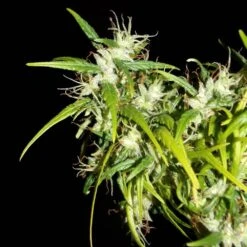 Kerala Chellakutti - 12-pack - Regular - Khalifa Genetics