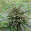 Kickass Auto Aka B. Lee - 5PACK - Feminised - Kannabia Seeds -Uitgelichte Plantenzaadwinkel kickass auto