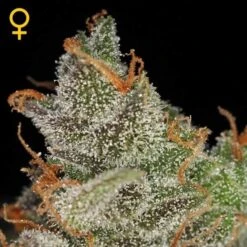 King's Kush - 5PACK - Feminised - Green House